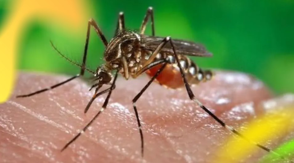 Laguna declares dengue emergency as cases surge across&nbsp;Calabarzon