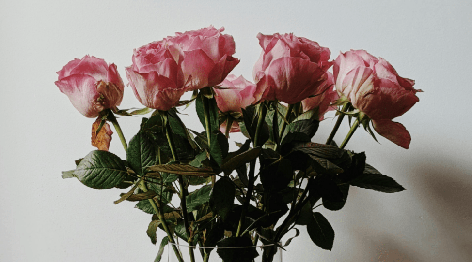 When Everything Has to Look Good: Living Inside Aesthetic&nbsp;Culture